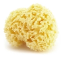 Natural sea sponge