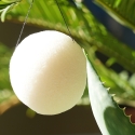 Organic* Konjac vegetable sponge