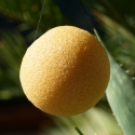 Organic* Konjac vegetable sponge