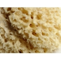 Natural sea sponge